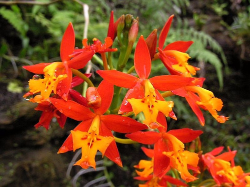 Venta De Orquídeas Epidendrum Radicans | Meses sin intereses