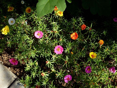 1200 Sementes Flor Onze Horas +pronta Entrega Frete Gratis