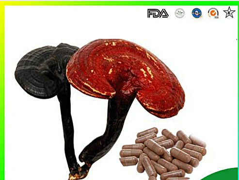 500 Capsulas Ganoderma Orgánico Certificado