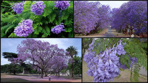 60 Semillas De Árbol Jacaranda + Guía - Nueva Cosecha