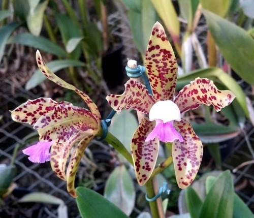 Muda Orquídea Cattleya Guttata Coerulea `herica´ X Coerulea