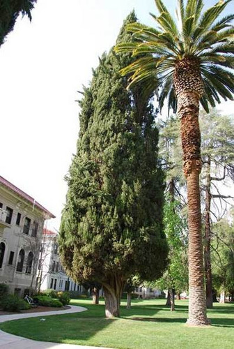 100 Sementes De Cipreste Italiano Para Mudas Árvore  Bonsai