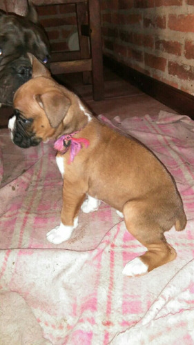 Cachorros Boxer