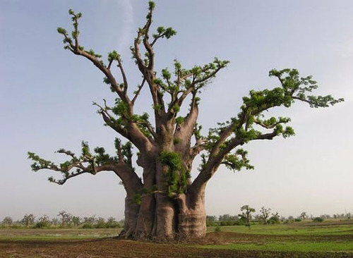 Imagem 8 de 9 de Baoba Adansonia Digitata - Sementes Para Mudas Ou Bonsai