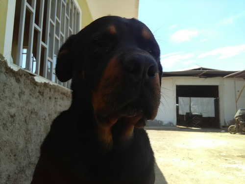 Imagen 6 de 6 de Cachorros Rottweiler