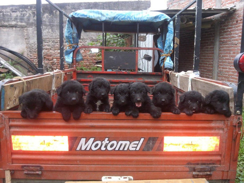 Cachorros Ovejeros Belga