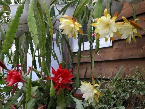 100 Sementes De Cactos Orquidea Epiphyllum | Parcelamento sem juros