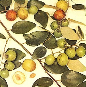 Semillas De Ponsigue, Ziziphus Mauritiana