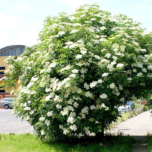 Sementes De Sabugueiro Sambucus Nigra Elder Fruta Flor