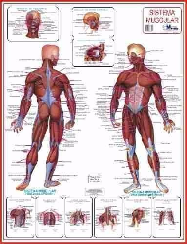 2 Mapas Do Corpo Humano 120x90cm Enrolados. A Sua Escolha.