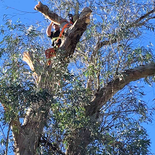 Imagen 4 de 10 de Talas Y Podas - Árboles Limpiezas De Terrenos 095487799