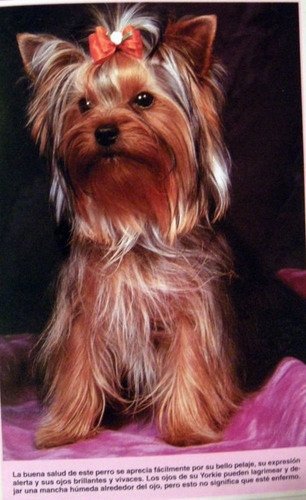 Downing Manual Practico Yorkshire Terrier Perros