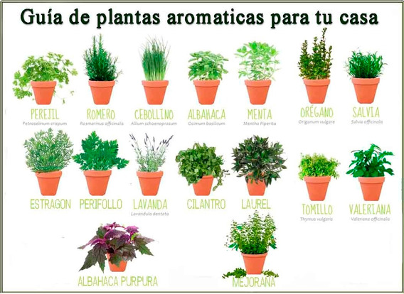 Cómo cultivar albahaca en casa, paso a paso