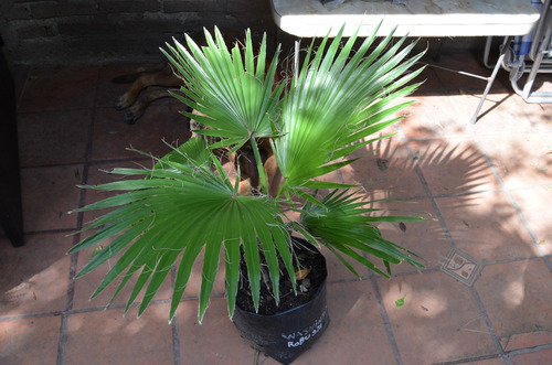 Palmera Washingtonia Robusta En Bolsa De 10 Lts.aproveche!!