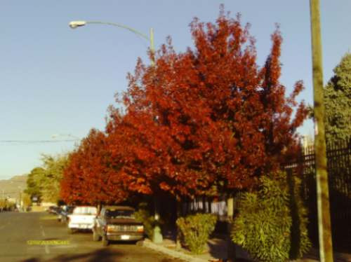 Encino Rojo (quercus Rubra) 1m.