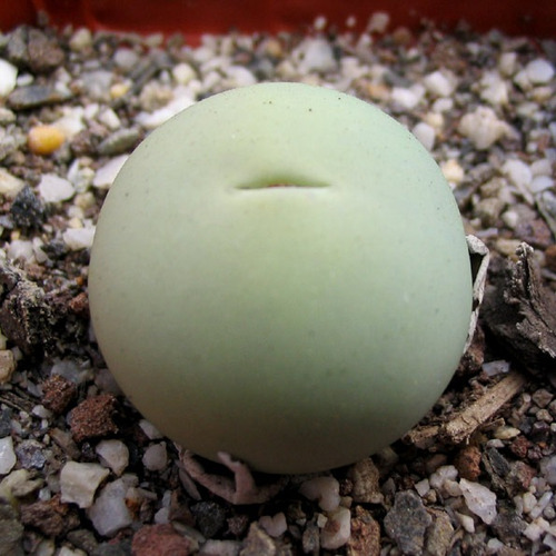 10 Semillas De Conophytum Calculus - Conophytum Codigo 1426