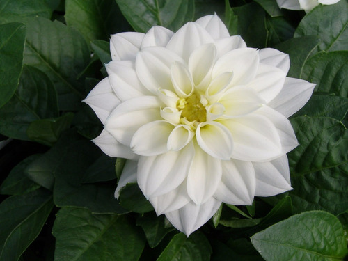 Imagem 6 de 9 de Dalia Branca Anã Dahlia Sementes Flor Pra Mudas