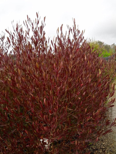 Dodonea En 4 Lts Arbusto Purpura Para Cerco Envio Plantacion