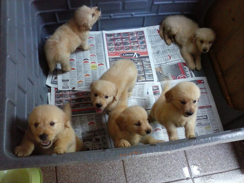 Golden Retriever - Lindos Filhotes !!!