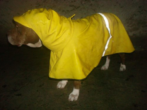 Impermeable Con Gorro Talla 2 Perro Raza Chica
