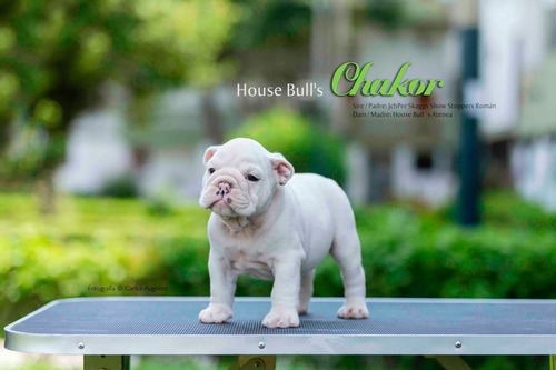 Bulldog Ingles Cachorros Pedigree Plata