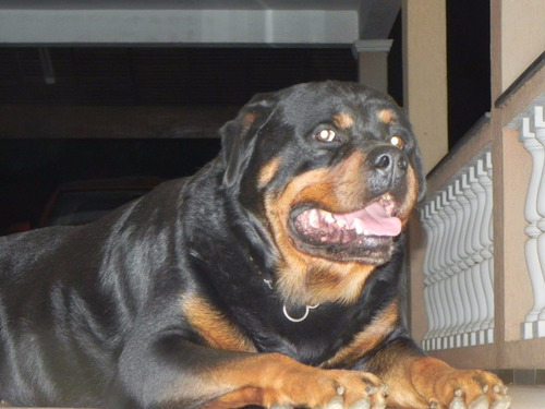 Rottweiler Filhote Focinho Curto Gigante Alemão Lindo