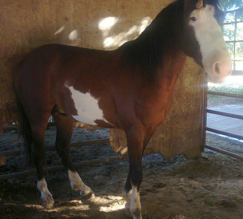 Caballo Listo Para Montar, Un Año Y Medio(bailador)