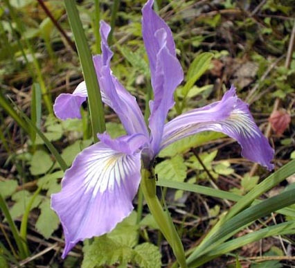 10 Semillas De Flor Iris Tenax - Lirio Oregon