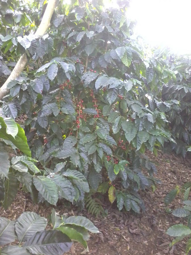 Café Tostado Y Molido Calidad Prima Lavado