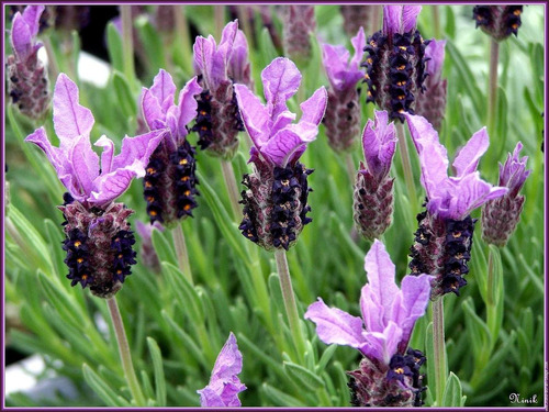 Alfazema Borboleta Lavandula Stoechas Sementes Para Mudas