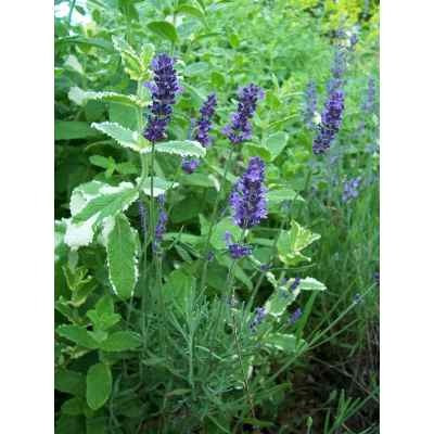 50 Sementes De Flor Lavanda + Frete R$ 5,00 Carta Registrada