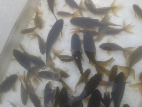 Peces Shubunkin, Cometas Y Watenai Para Estanque. 4 Cm