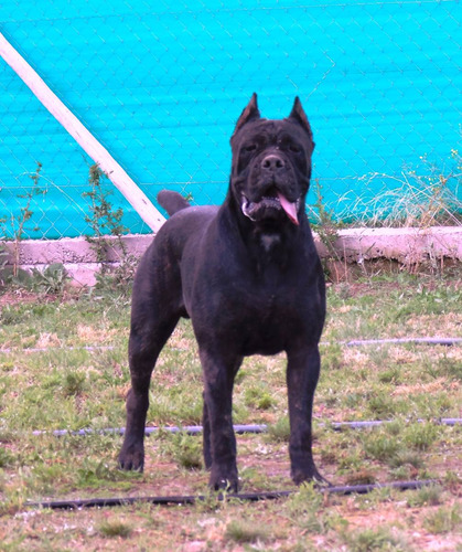 Cooper De Criadero Bellezza Italiana - Cane Corso