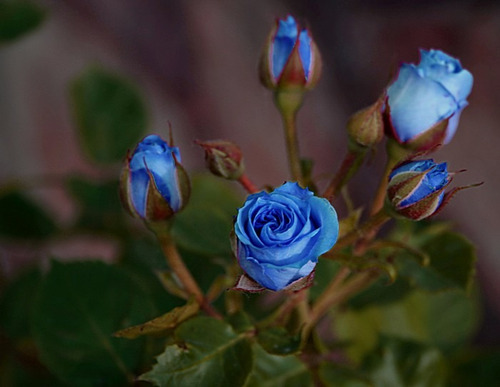 Semillas Rosa Azul Flor Exotica Rosa Azul Divinas! | MercadoLibre