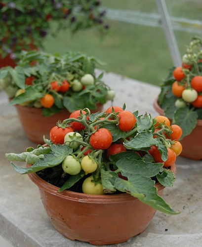 Imagem 3 de 10 de Tomate Tiny Tim - O Menor Do Mundo! Sementes Para Mudas
