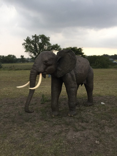 Animales Disecados 100% Artificiales  Elefante Africano 2 M