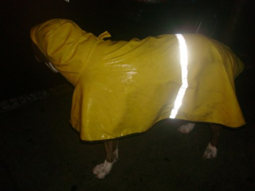 Impermeable Con Gorro Talla 2 Perro Raza Chica