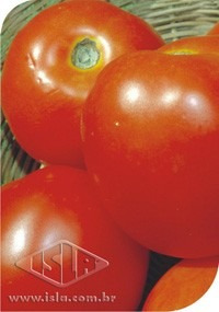 85 Sementes De Tomate Santa Cruz Kada Paulista Isla Original