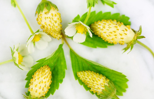 Morango Branco White Soul Fragaria Vesca Sementes P/ Mudas