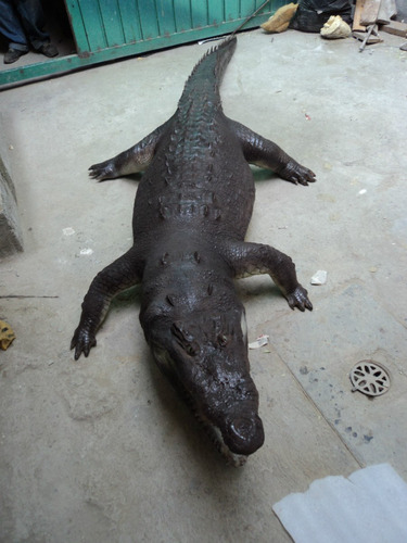 Animales Disecados 100% Artificiales, Cocodrilo (crocodile)