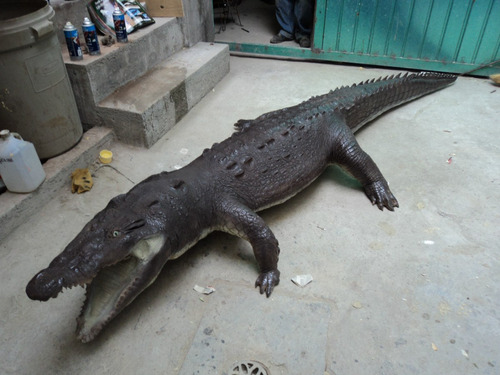 Animales Disecados 100% Artificiales, Cocodrilo (crocodile)