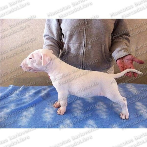 Imagen 2 de 6 de Gran Oferta Cachorros Bull Terrier Ingles Cabeza De Mula Fcm