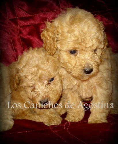 Caniches M.a.c.h.o.s Hijas De Papa M.i.c.r.o.t.o.y