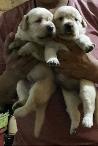 Hermosos Cachorros Labradores De Pura Raza A1 De 2 Meses