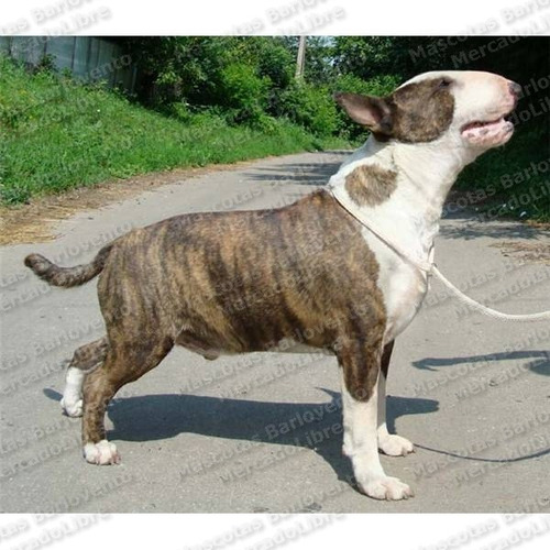 Imagen 6 de 6 de Gran Oferta Cachorros Bull Terrier Ingles Cabeza De Mula Fcm
