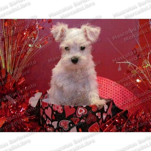 Gran Oferta Cachorros Schnauzer Miniatura Blancos Unicos Fcm