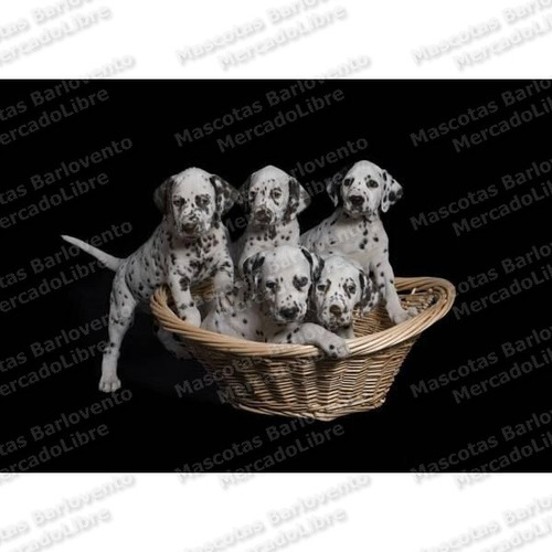 Gran Oferta Cachorros Dalmata Genuinos Aptos Registros Fcm