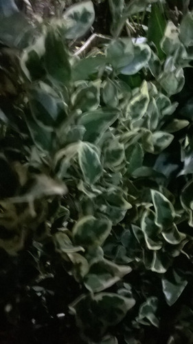 Olea Texana Verde--arbusto P/cerco U Ornamental