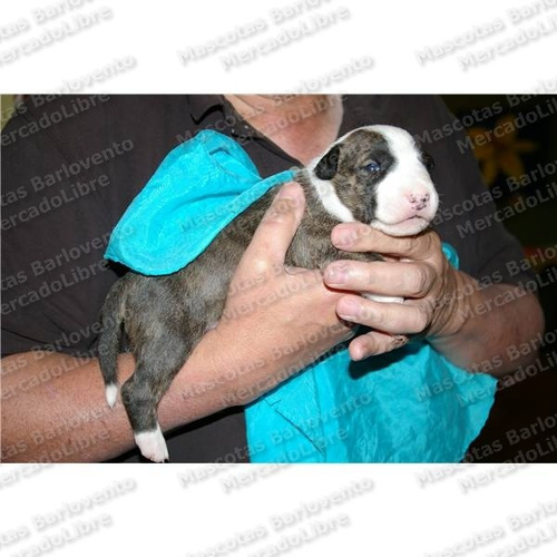 Imagen 4 de 6 de Gran Oferta Cachorros Bull Terrier Ingles Cabeza De Mula Fcm