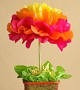 25 Pompones De 6 Cm De Papel Seda $ 160